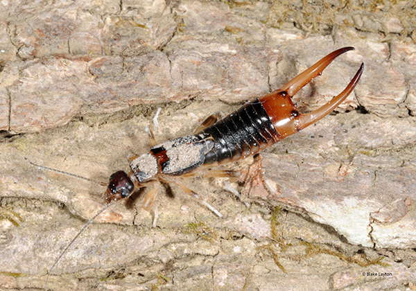 Closeup of an insect with a pair of large pinchers at the end of the abdomen.